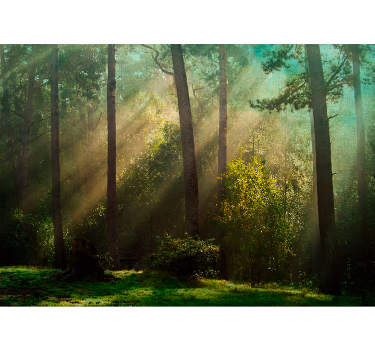 Deep green forest with sunlight wall mural - TenStickers