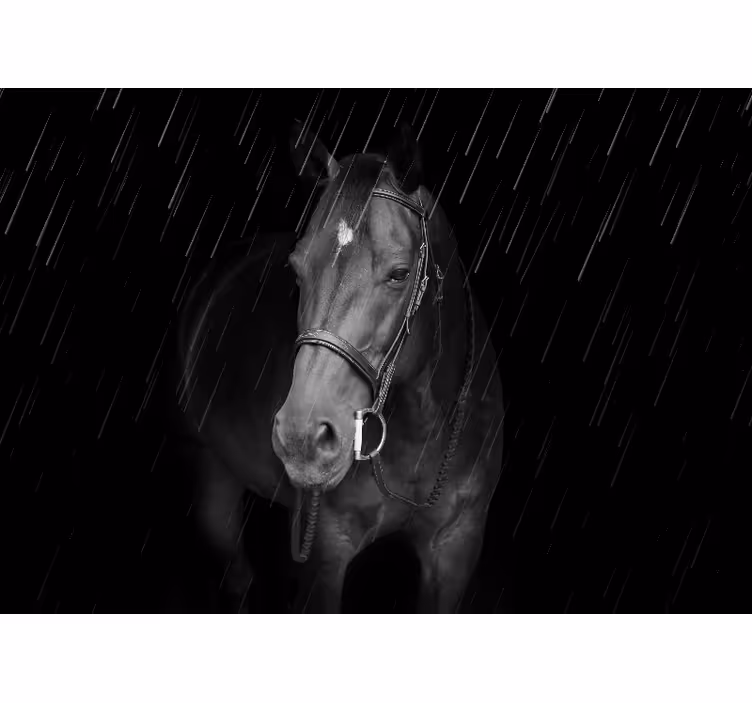 Animal wall mural regal equine portrait - TenStickers