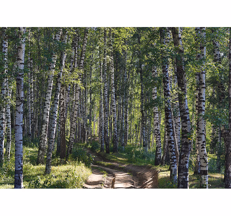 Dirt path with a lot of birch trees Wall Mural - TenStickers