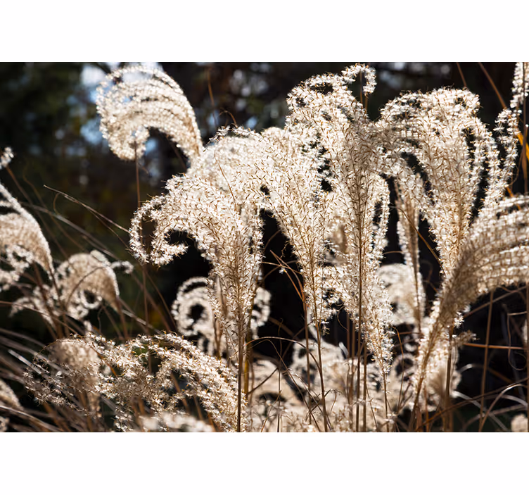 Flower mural elegant pampas grass art - TenStickers