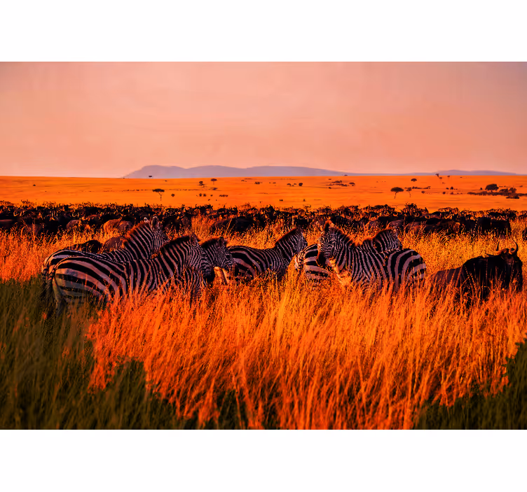 Nature wall mural zebras in the serengeti - TenStickers
