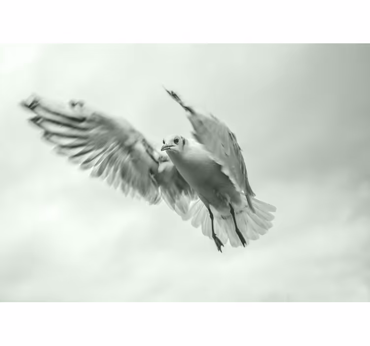 Animal wall mural of a flying white bird - TenStickers