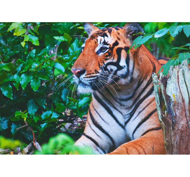 Jungle wall mural majestic tiger gaze - TenStickers