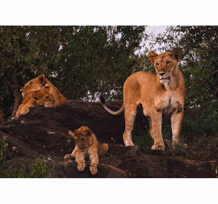 Female pride family lion mural - TenStickers