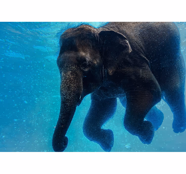 Sea mural underwater elephant art print - TenStickers