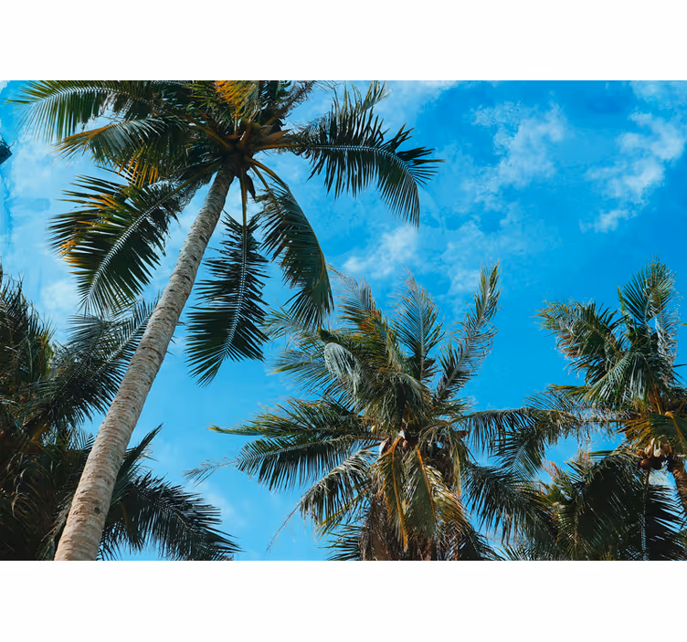 Nature wall mural palm trees in the sky - TenStickers