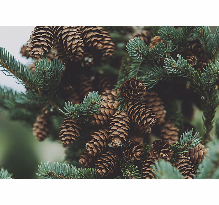 Tree mural pine cone cluster art - TenStickers