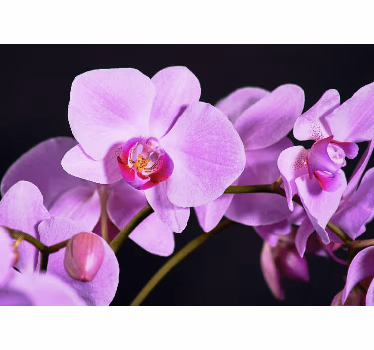 Orchid mural of elegant orchid blossoms - TenStickers