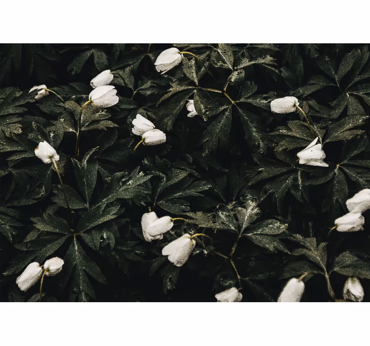 Flower mural gentle white blooms - TenStickers