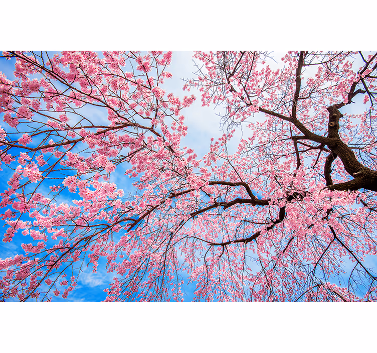 Flower mural blooming cherry blossoms design - TenStickers