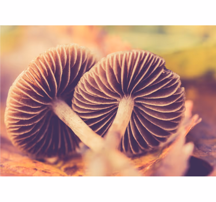 Evasive wild mushroom nature wall mural - TenStickers