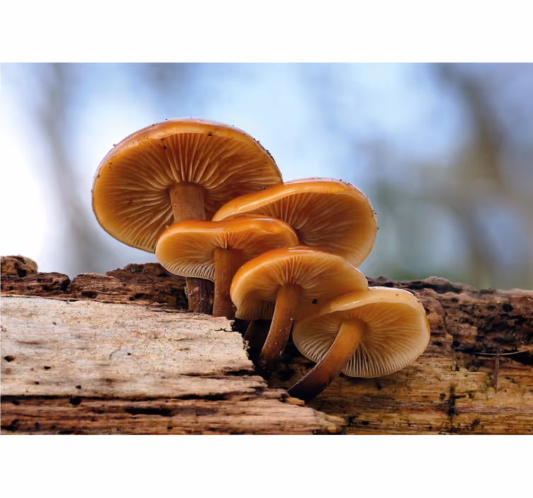 Flower mural mushroom cluster art decor - TenStickers