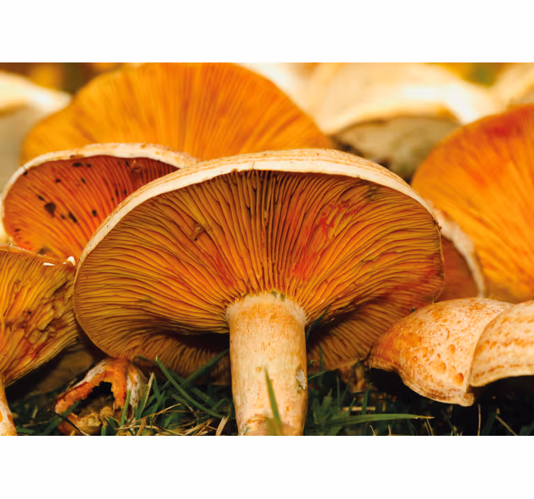 Flower mural mushroom forest design - TenStickers