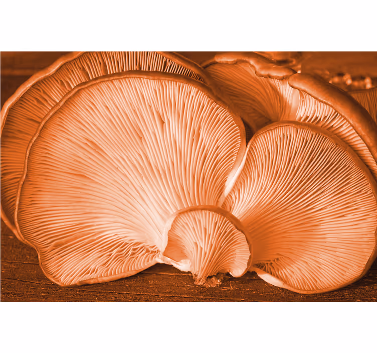 Flower mural mushroom texture showcase - TenStickers
