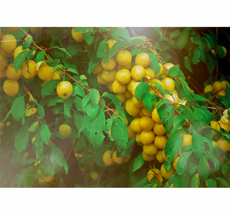 Flower mural with lush greenery and fruits - TenStickers