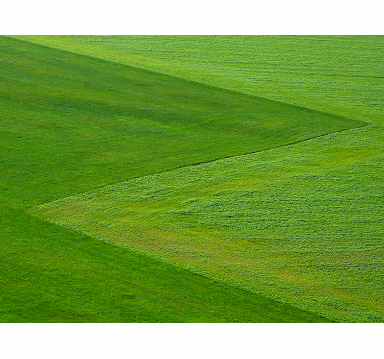 Green grass aesthetic nature wall mural - TenStickers
