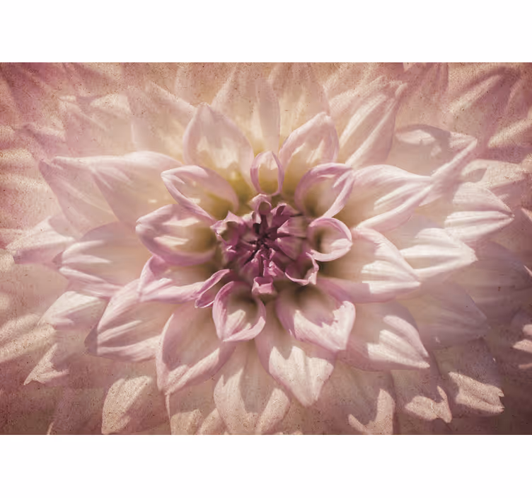 Delicate Pink Blossom wall mural - TenStickers