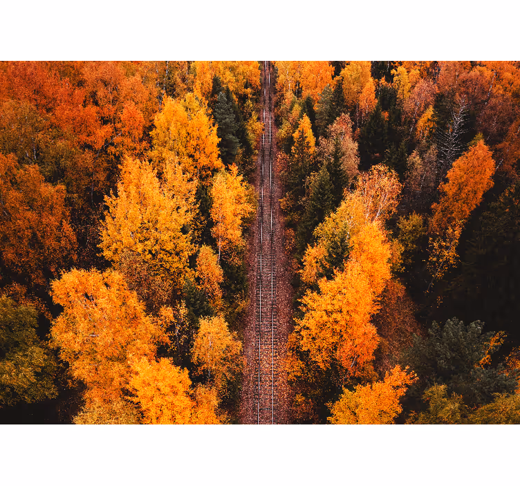 Landscape mural wallpaper autumn woodland trail - TenStickers