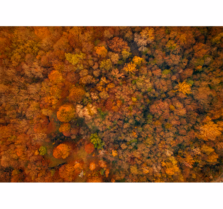 Nature wall mural autumn canopy view - TenStickers