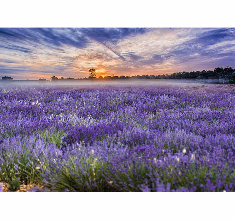 Lavender field colours nature wall mural - TenStickers