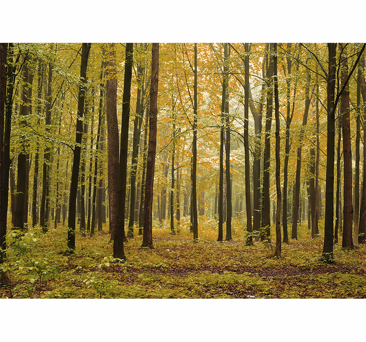 "Cottagecore" forest nature wall mural - TenStickers