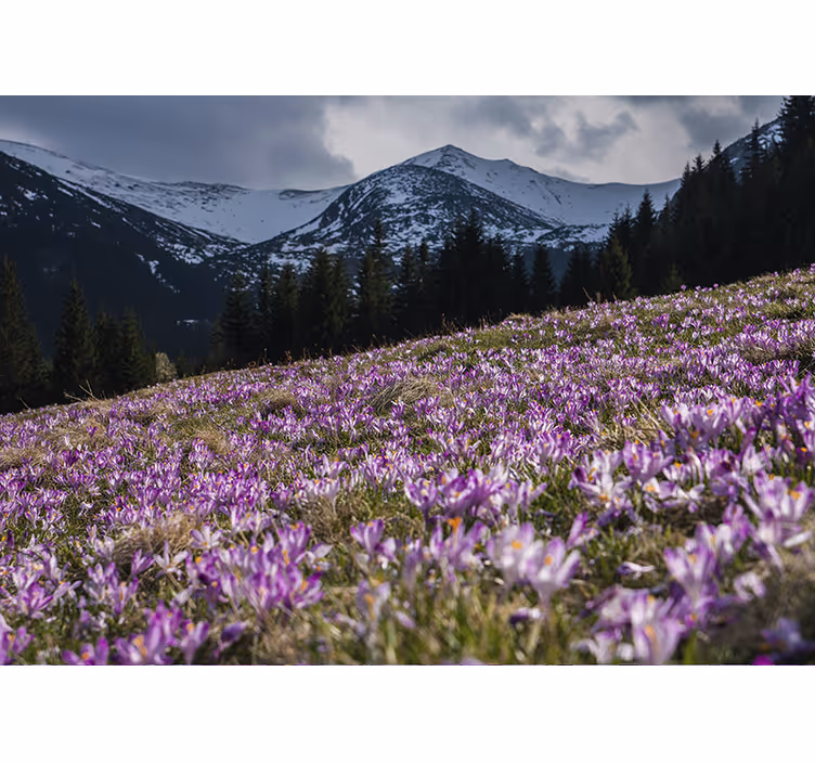 Flower mural crocus blossom field - TenStickers