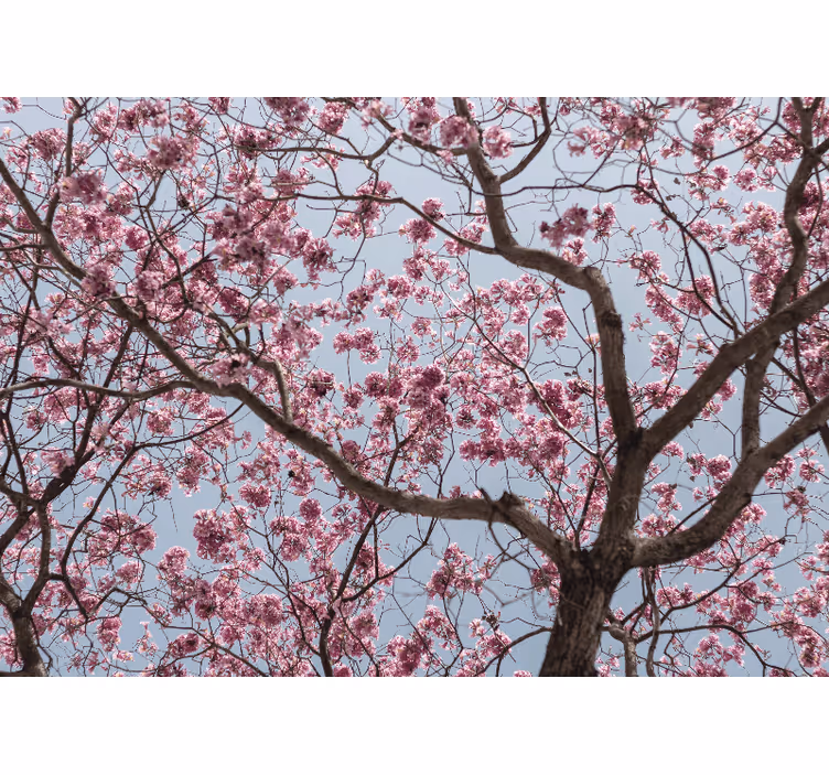 Pink elegant cherry blossom wall mural - TenStickers
