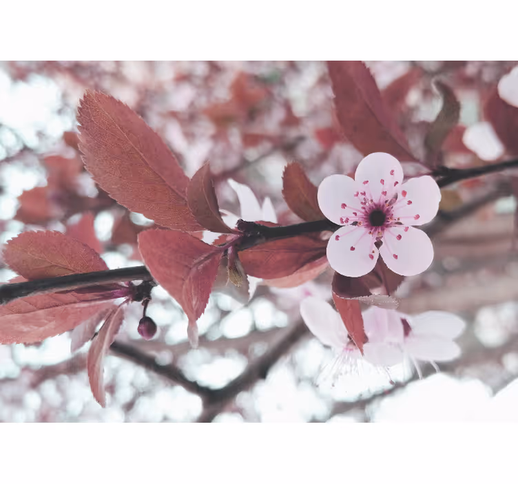 Flower mural cherry blossom bloom - TenStickers