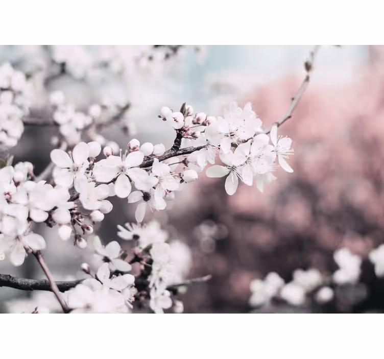 Flower mural sakura bloom branch design - TenStickers