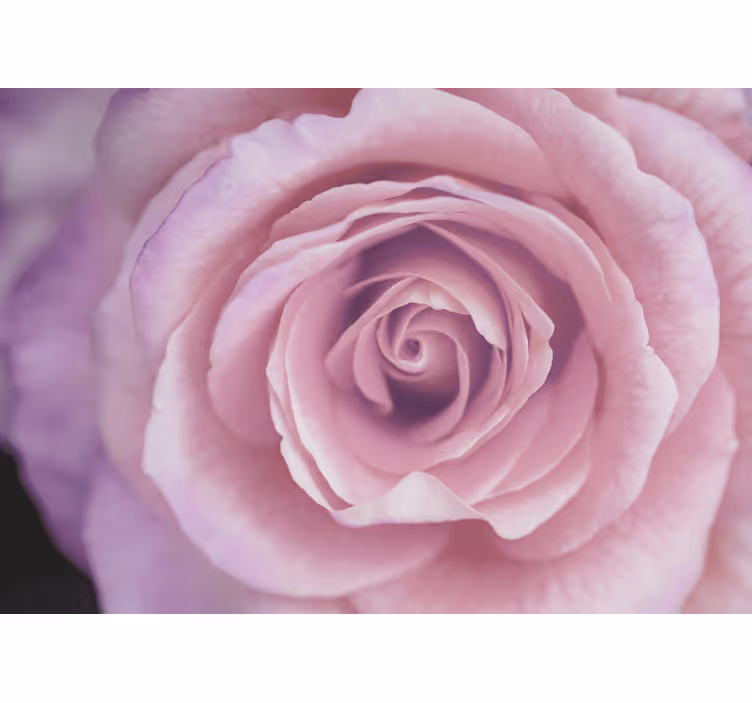Flower mural pink rose blossom - TenStickers