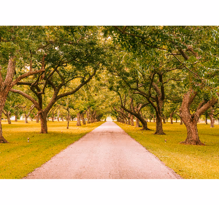 Row yellow and green park Wall Murals - TenStickers
