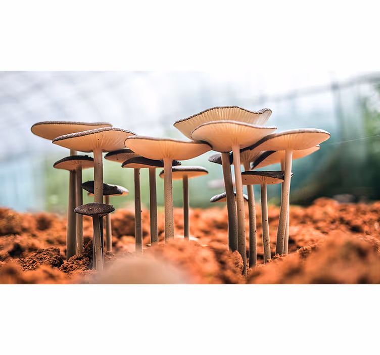 Mushroom Cluster Scene photo mural - TenStickers