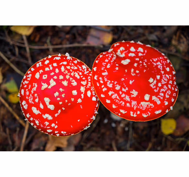 Nature wall mural red mushroom caps - TenStickers