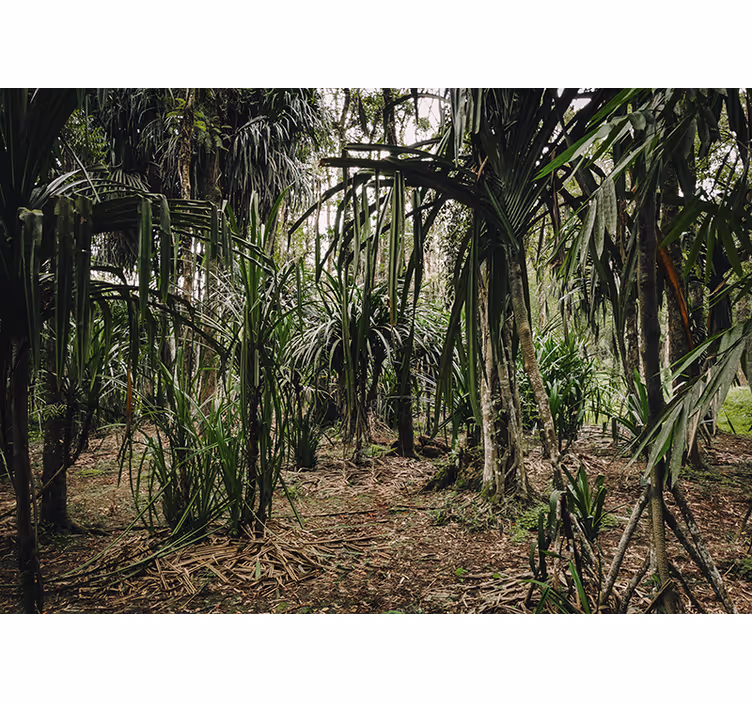 Lush Tropical Wilderness mural for living room - TenStickers