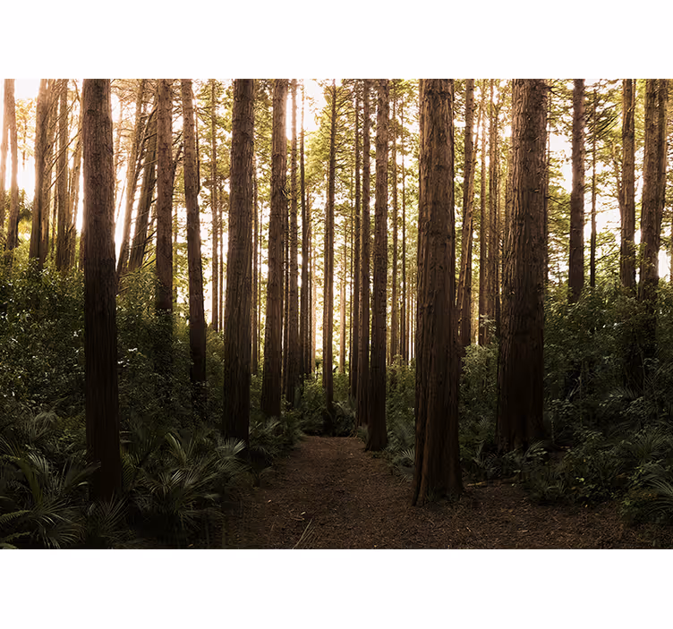 Nature wall mural of towering forest trees - TenStickers