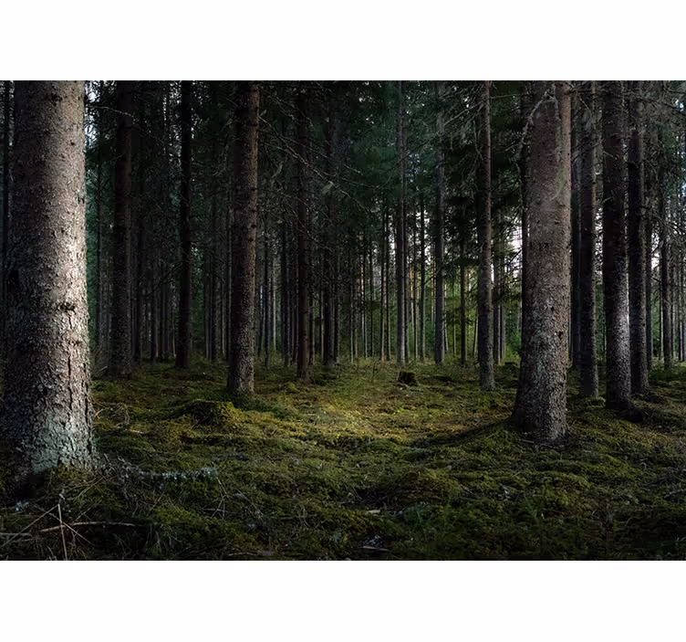 Serene Landscape forest wall mural - TenStickers