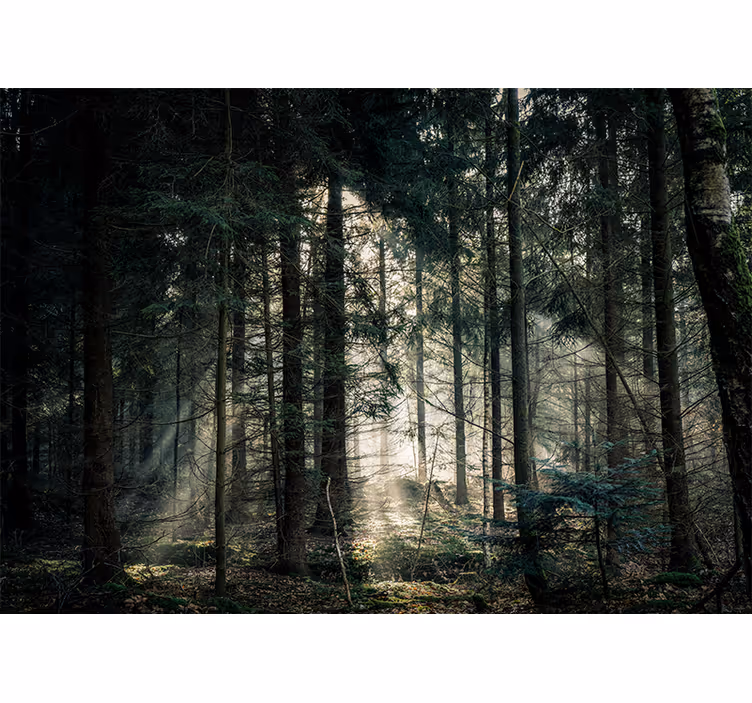 Nature wall mural tranquil woodland scene - TenStickers