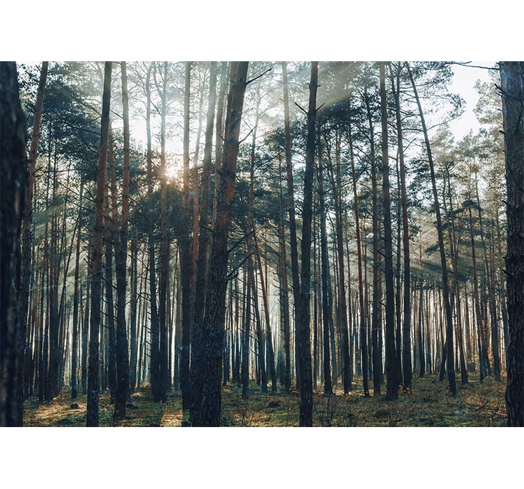 Beautiful pinewood Forest Wall Mural - TenStickers