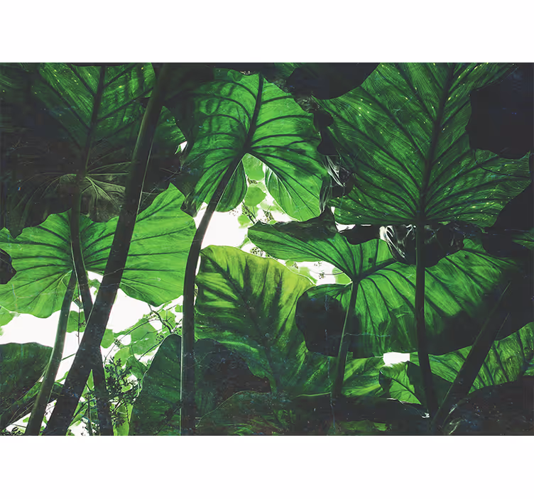 Beautiful green rainforest Forest Wall Mural - TenStickers