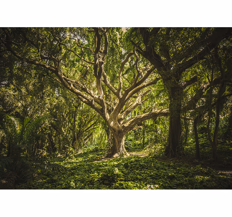 Green enchanted forest nature wall mural - TenStickers