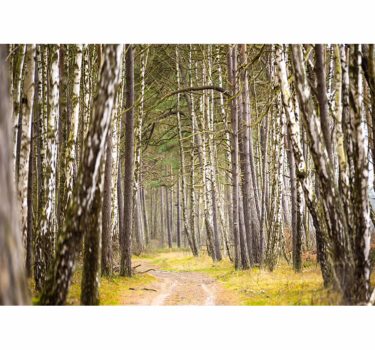 Sunny birch tree forest nature wall mural - TenStickers