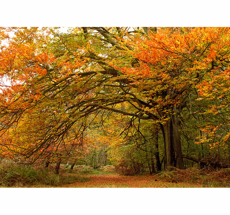Forest wall mural autumn woodland view - TenStickers
