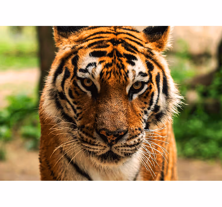 Menacing tiger looking ahead wall mural - TenStickers