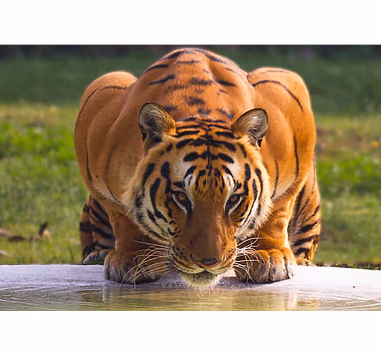 Animal wall mural regal tiger stance - TenStickers