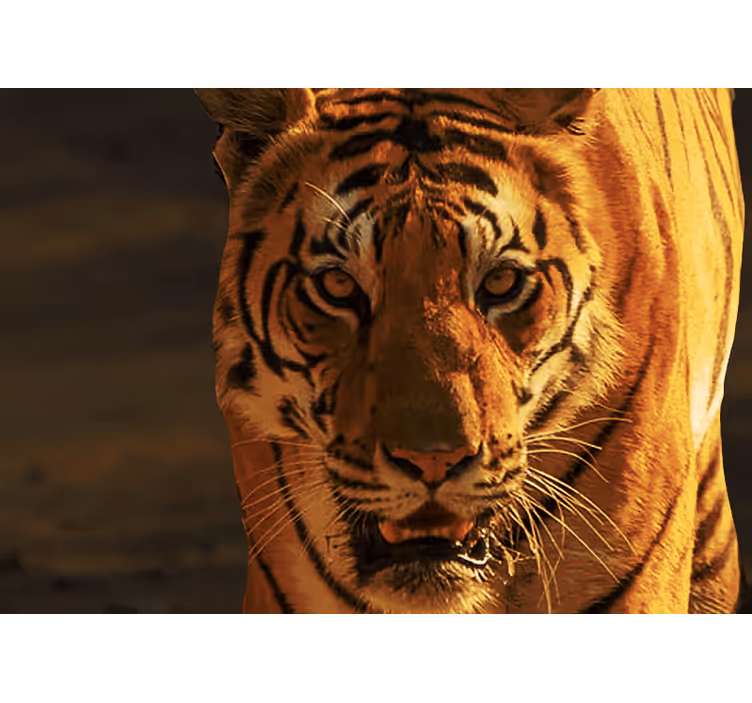 Lion mural majestic tiger stare - TenStickers