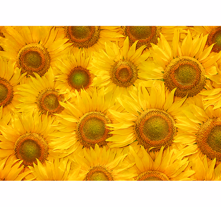 Sunflowers living room wall mural - TenStickers
