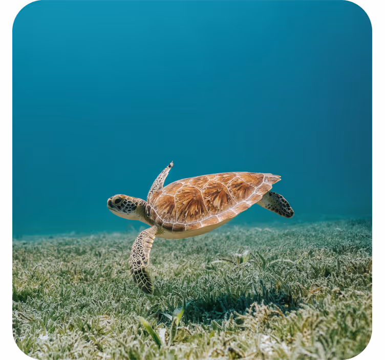 Baby turtle swimming modern coaster - TenStickers