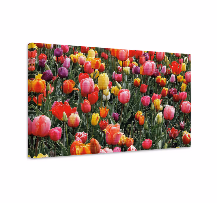Flowers canvas colorful tulip blooms - TenStickers