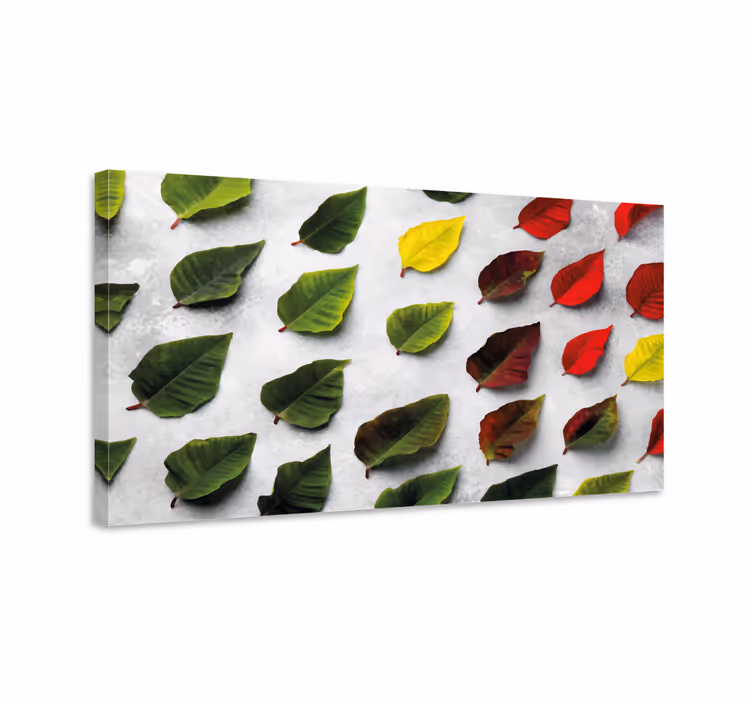 Top view colorful leaves Plant canvas prints - TenStickers