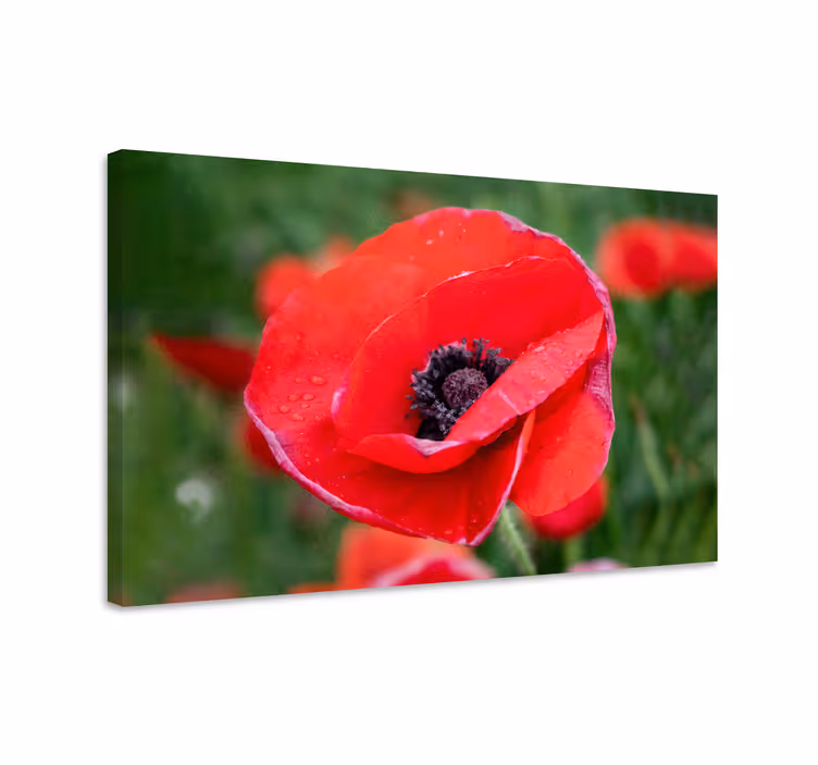 Flower canvas close-up poppy bloom - TenStickers